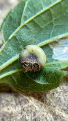 Pachypsylla celtidismamma