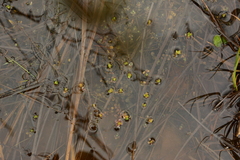 Elodea canadensis