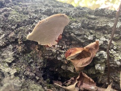 Ganoderma tsugae
