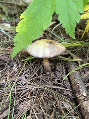 Cortinarius traganus