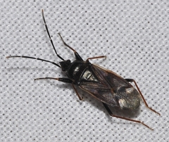 Eremocoris fenestratus