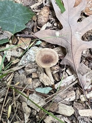 Pseudoclitocybe cyathiformis