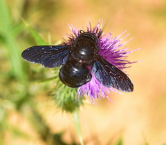Xylocopa