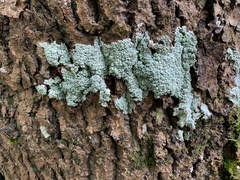 Pertusaria