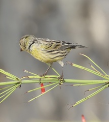 Serinus canaria