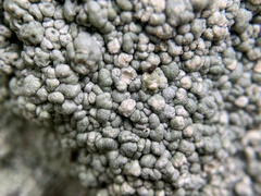 Pertusaria