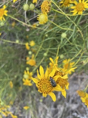 Acmaeodera disjuncta