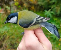 Parus major major