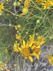 Acmaeodera disjuncta