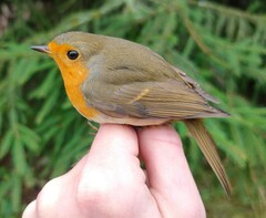 Erithacus rubecula rubecula