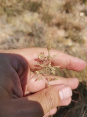 Eragrostis racemosa