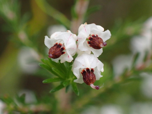 Image of Threehead Heath (Erica triceps) by (c) Ren Hoekstra, some rights reserved (CC BY)