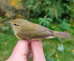 Phylloscopus collybita abietinus