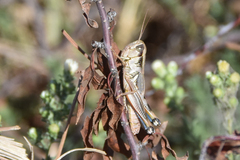 Phoetaliotes nebrascensis
