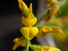 Genista germanica