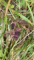 Menthinae