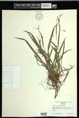 Carex laxiculmis copulata