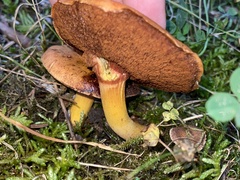 Chalciporus piperatus