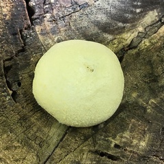 Reticularia lycoperdon