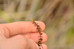 Elodea canadensis
