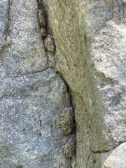 Pseudacris cadaverina