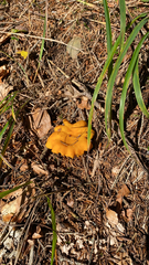 Cantharellus cibarius
