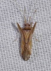 Phytocoris vittiger