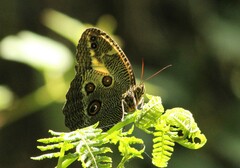 Dasyophthalma creusa