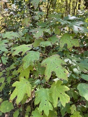 Hydrangea quercifolia