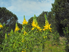 Genista hirsuta
