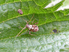 Rhabdomiris striatellus