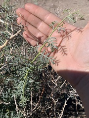 Psorothamnus arborescens