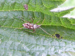 Rhabdomiris striatellus