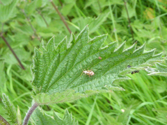 Rhabdomiris striatellus