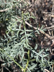 Psorothamnus arborescens