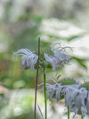 Monarda bradburiana