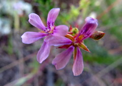 Pelargonium grossularioides