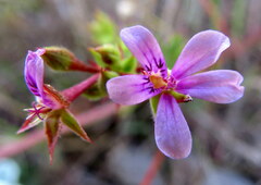 Pelargonium grossularioides