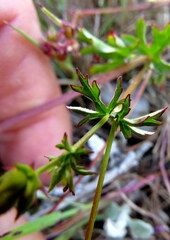 Pelargonium grossularioides