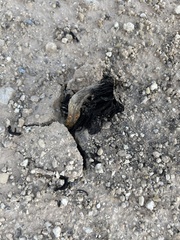 Montagnea arenaria