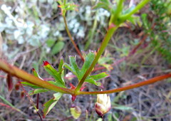 Pelargonium grossularioides