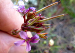 Pelargonium grossularioides