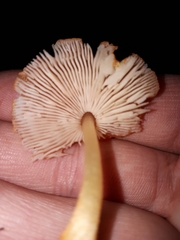 Pluteus aurantiorugosus
