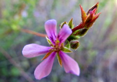 Pelargonium grossularioides
