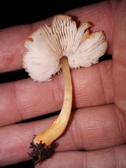 Pluteus aurantiorugosus
