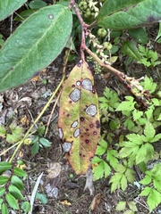 Mycosphaerella colorata