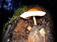 Pluteus aurantiorugosus