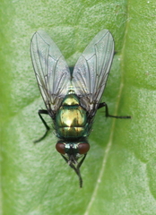 Neomyia