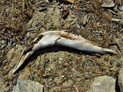 Lepisosteus oculatus