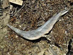 Lepisosteus oculatus